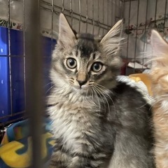 毛がふわふわな猫ちゃんです。