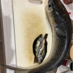 釣り友達募集！男女年齢問いません - 友達