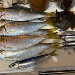 釣り友達募集！男女年齢問いません - 東広島市