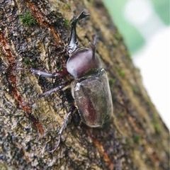 《お子様連れ限定》カブトムシ、クワガタの捕り方をお教えします一緒にスポットを周りませんか？の画像