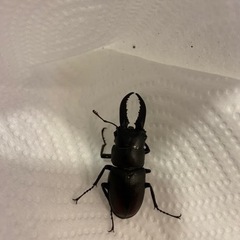 《お子様連れ限定》カブトムシ、クワガタの捕り方をお教えします一緒にスポットを周りませんか？の画像