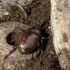 《お子様連れ限定》カブトムシ、クワガタの捕り方をお教えします一緒にスポットを周りませんか？の画像