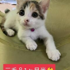 三毛♀1ヶ月半兄妹一緒に里親様決定♥