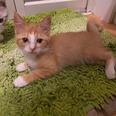 里親決定しました。ありがとうございました。