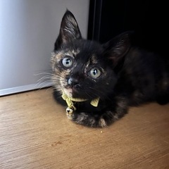 元気いっぱいサビ猫ちゃん