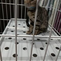 ベンガル子猫3ヶ月雄 - 静岡市