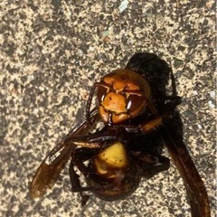 ハチ駆除の相談➡︎スズメバチハンターへ➡︎➡︎➡︎🐝スズメバチ🐝アシナガバチ🐝 - 柴田郡