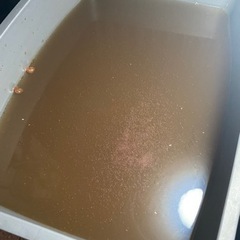 タマミジンコセット／５００円【予定数終了】