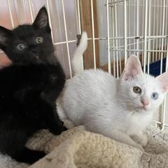 里親様決まりました　オッドアイと黒猫兄妹