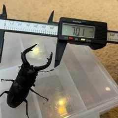 値下げしました‼️天然ノコギリクワガタ　ペア‼️ の画像