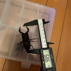 値下げしました‼️天然ノコギリクワガタ　ペア‼️ の画像