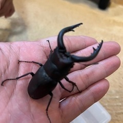 値下げしました‼️天然ノコギリクワガタ　ペア‼️ 