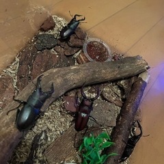 値下げしました‼️天然ノコギリクワガタ　ペア‼️ の画像