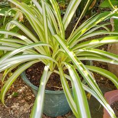 オリズルラン ガーデニング