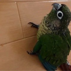 【 里親さん決定 】ウロコインコ 雛 