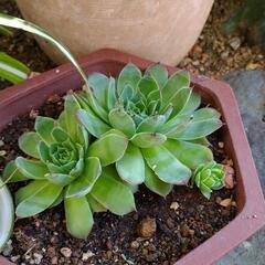 多肉植物1