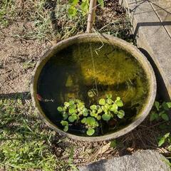 [7/25値下げ♪]○ 睡蓮鉢  金魚鉢 🌺🐠💨💨の画像