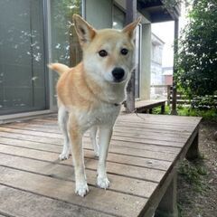 里親になっていただける方を探しています