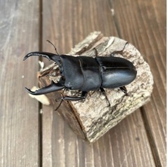 本土ヒラタクワガタ