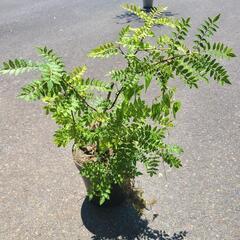 さんしょの木