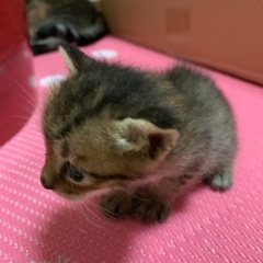 元野良猫の赤ちゃん - 猫