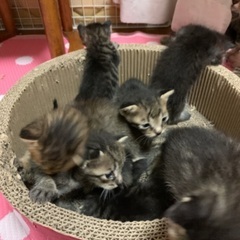元野良猫の赤ちゃんの画像