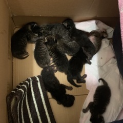 元野良猫の赤ちゃん − 熊本県