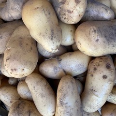 無農薬の新じゃがいも5キロの画像