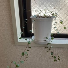 観葉植物　ワイアープランツの画像