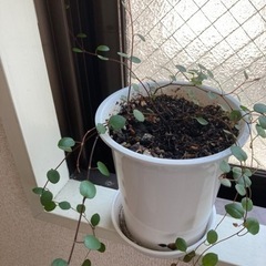 観葉植物　ワイアープランツの画像