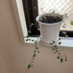 観葉植物　ワイアープランツの画像