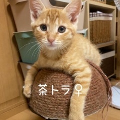 子猫の里親募集（生後2ヶ月）