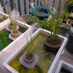 シラサギカヤツリ(水生植物)