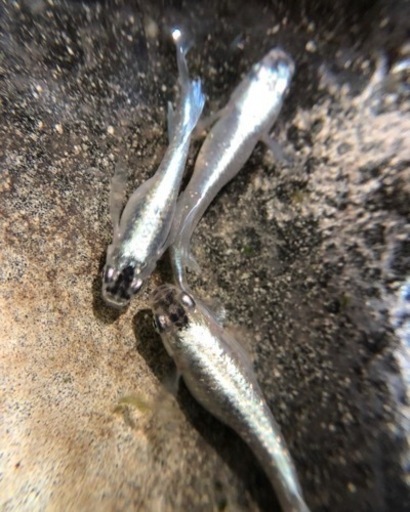 めだか引退の為