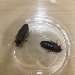 デュビアのメンテ | 爬虫類と駆け抜けた春夏秋冬