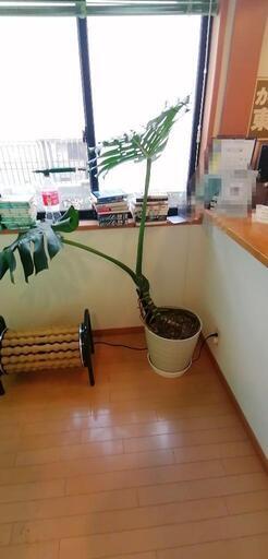 巨大モンステラの挿し木！