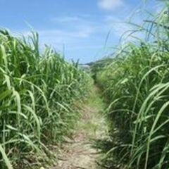 観光まちづくりを学びながら働きませんか？の画像