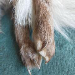 襟巻き　本物　キツネ？！　希少！の画像