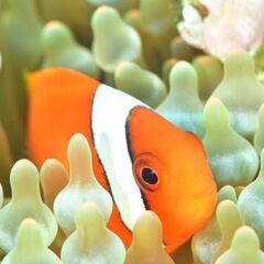 伊豆の海世界をみてみませんか？