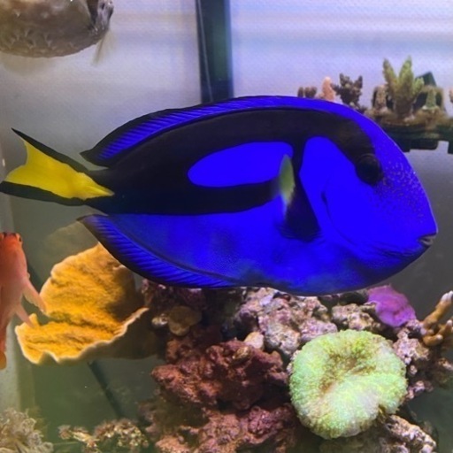 ナンヨウハギ　海水魚　水槽