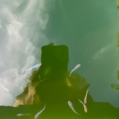 ＭIXメダカ差し上げますの画像
