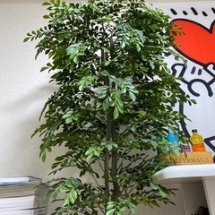 観葉植物180センチ