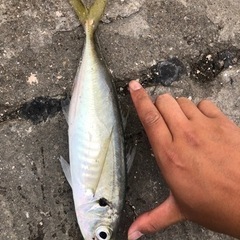 シーバスか青物を釣りたい − 鳥取県