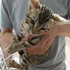 ベンガル子猫3ヶ月雄 − 静岡県