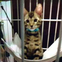 ベンガル子猫3ヶ月雄 - 里親募集