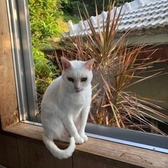 おばあちゃん猫の里親を探しています2