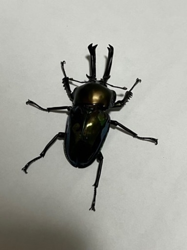 ニジイロクワガタペア　グリーン系