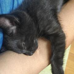 生後1ヶ月くらいの黒猫です。 - 猫