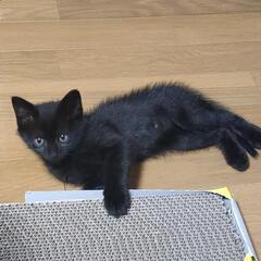 生後1ヶ月くらいの黒猫です。 − 茨城県