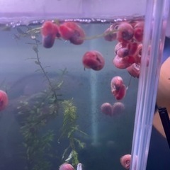 ピンクラムズホーン